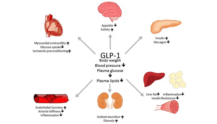 understanding how the glp-1 agonists work