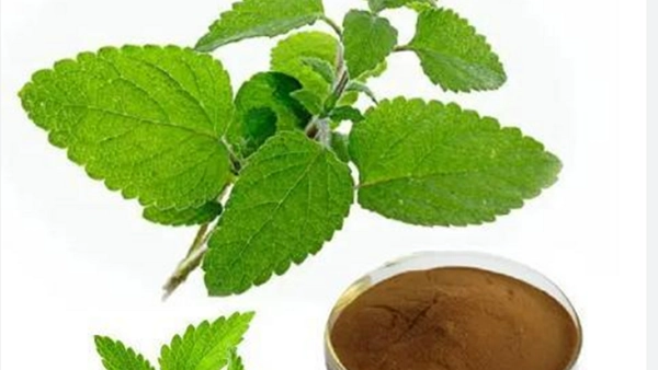 Lemon Balm Extract for Digestive Comfort